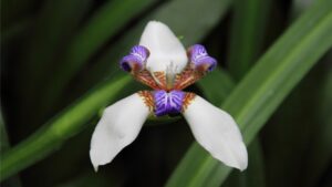 La chiamano falsa orchidea: ecco come coltivare questa bellissima pianta