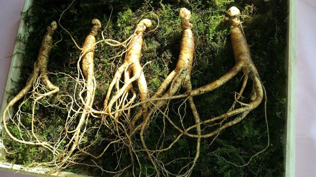 radici di ginseng 