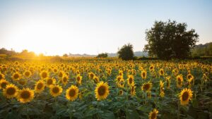 Curiosità sul girasole: il fiore più luminoso che esista