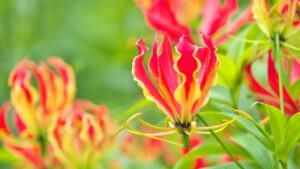 Gloriosa: scopri come prenderti cura della pianta rampicante dai fiori ondulati