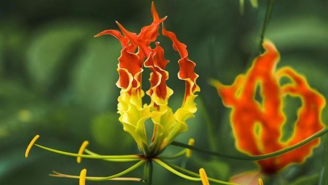 Gloriosa