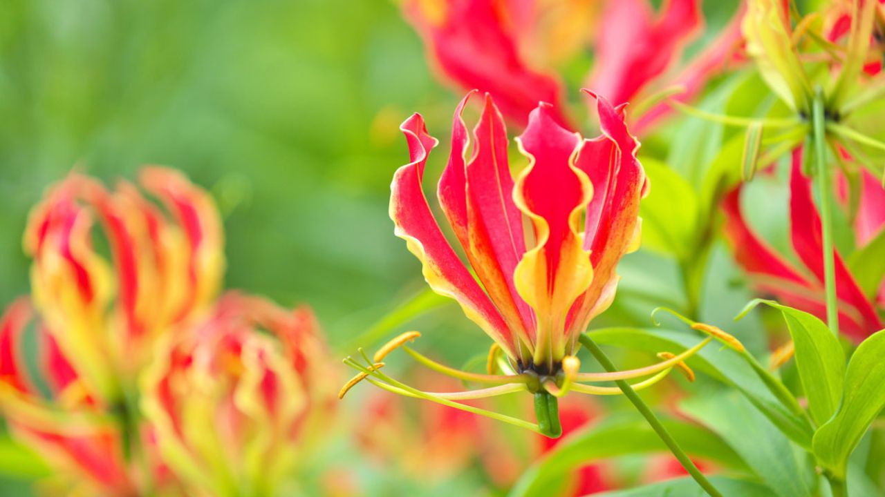 Gloriosa