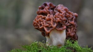 Un fungo così realistico non lo avevi mai visto: ecco Gyromitra esculenta, il fungo cervello