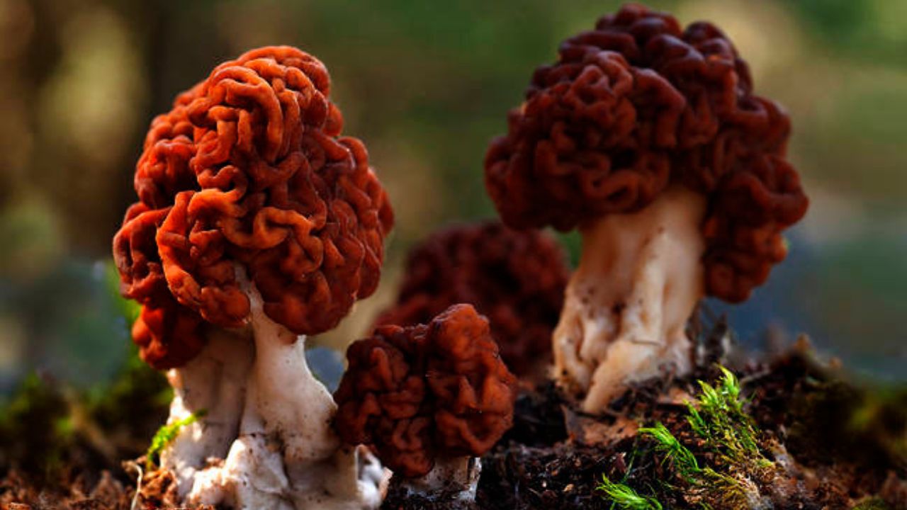 Gyromitra esculenta