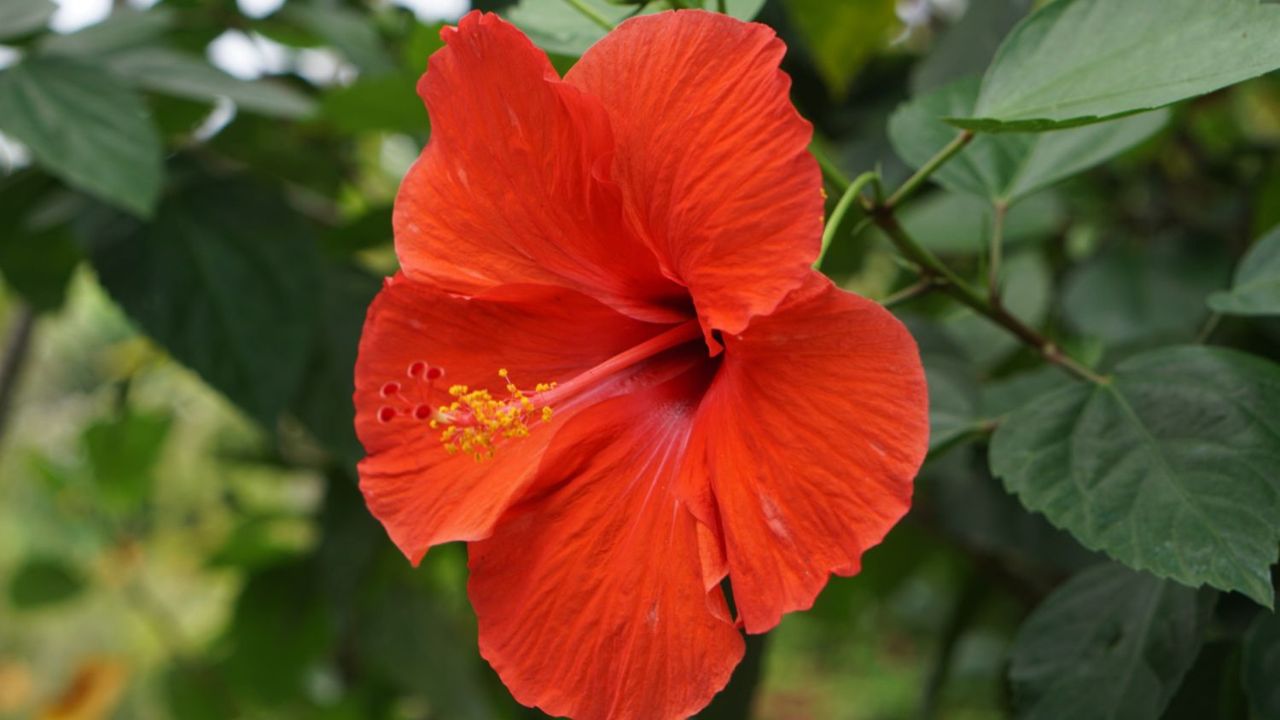 Hibiscus