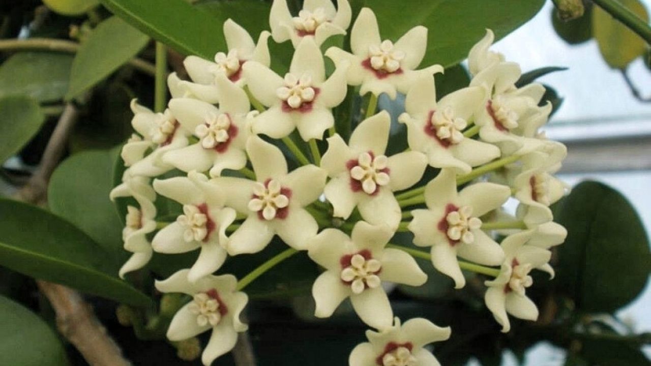 Hoya australis