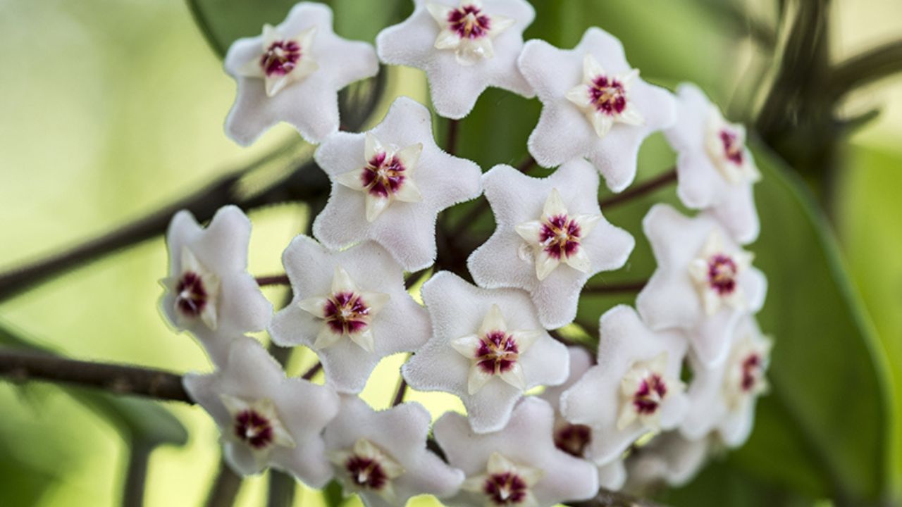 Hoya carnosa