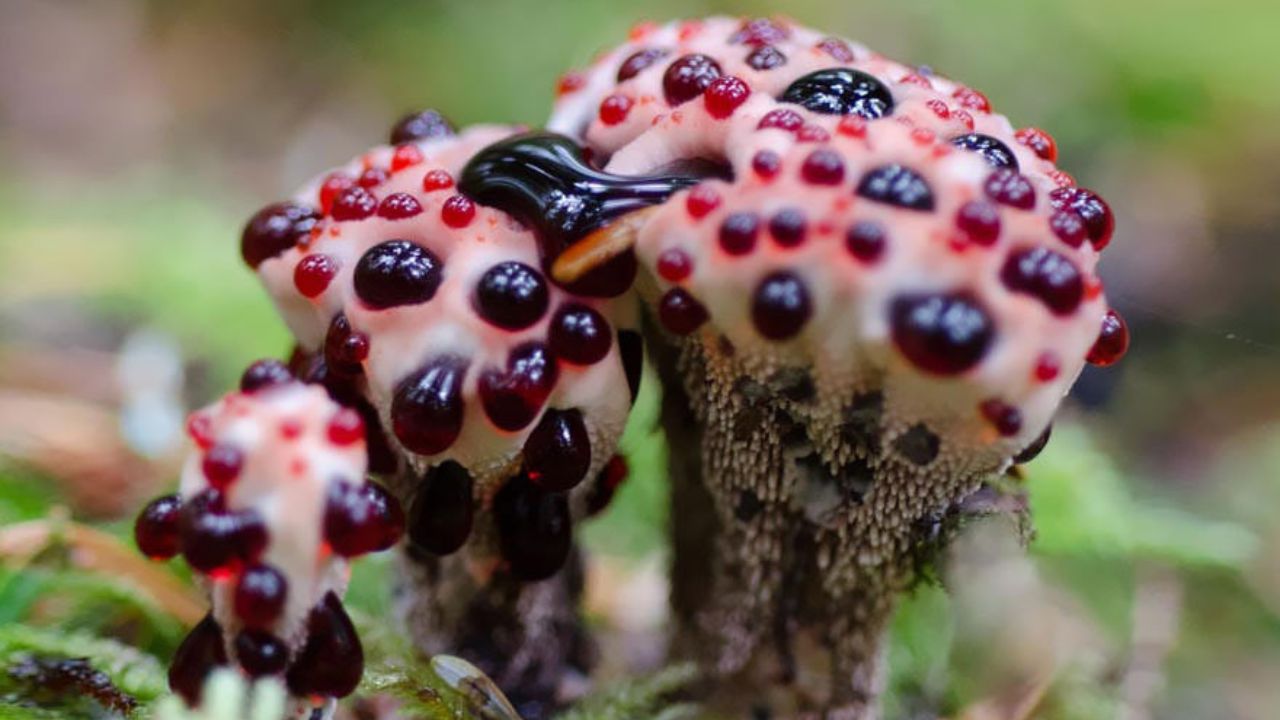 Hydnellum peckii