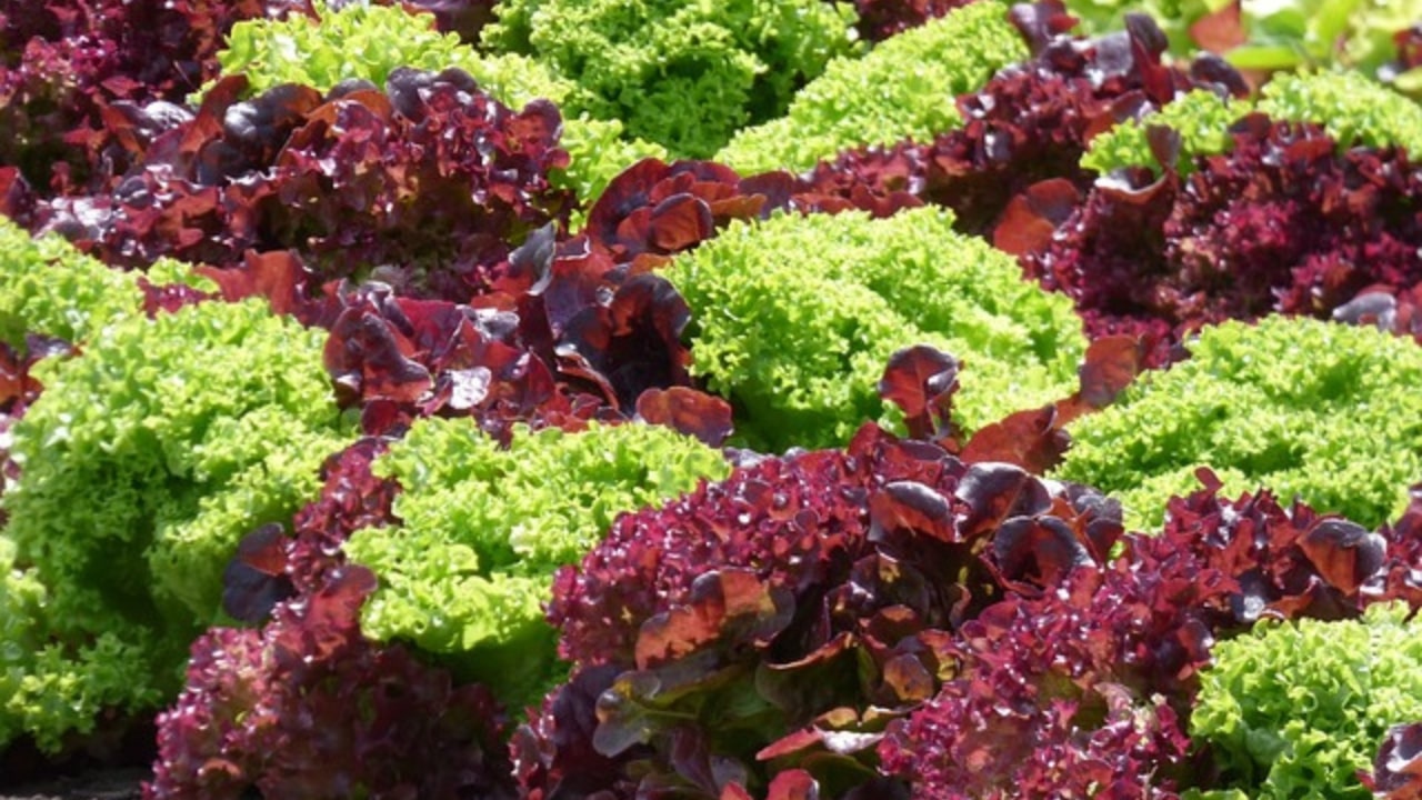 insalata verde e rossa