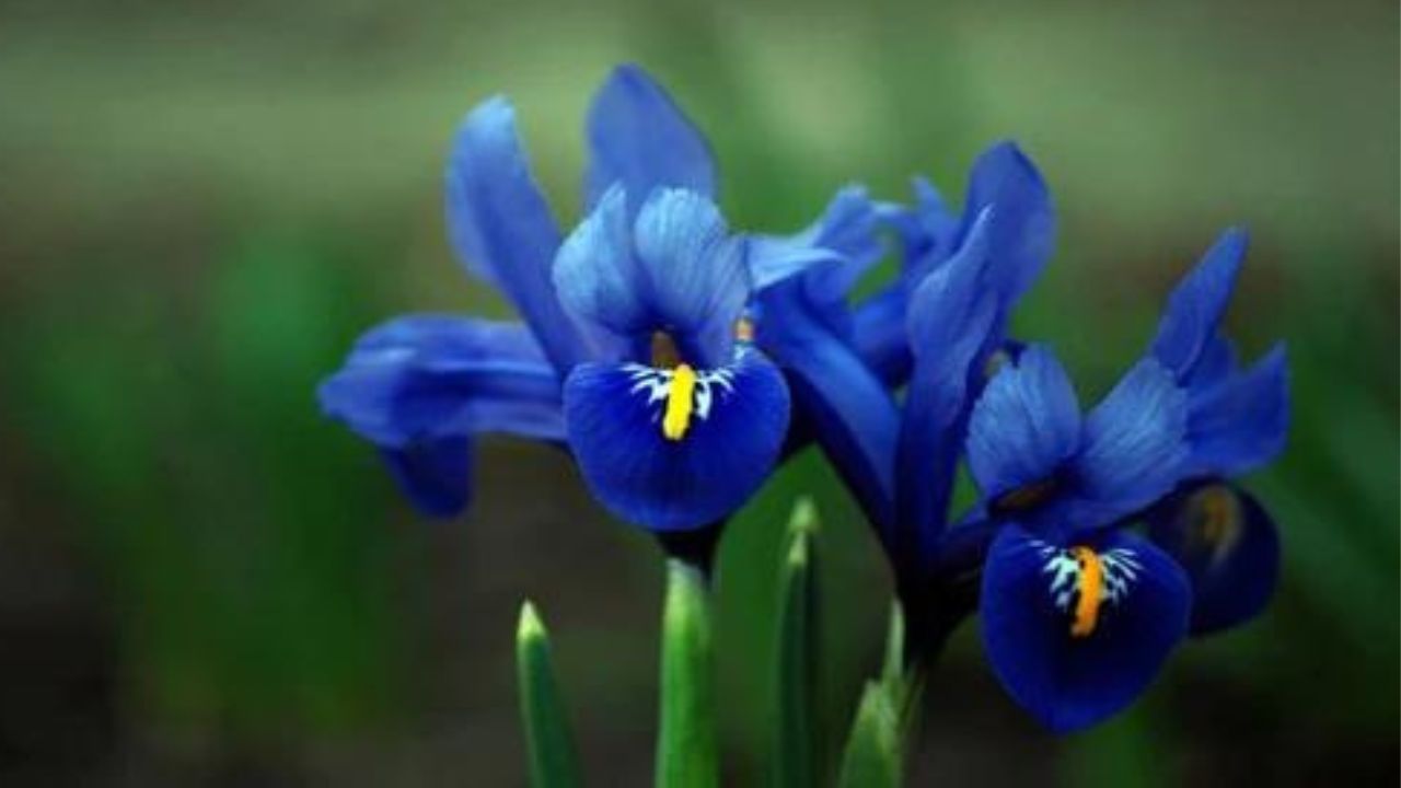 Iris blu