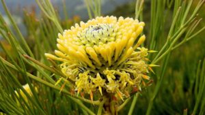 Isopogon: il fiore australiano utile per la memoria