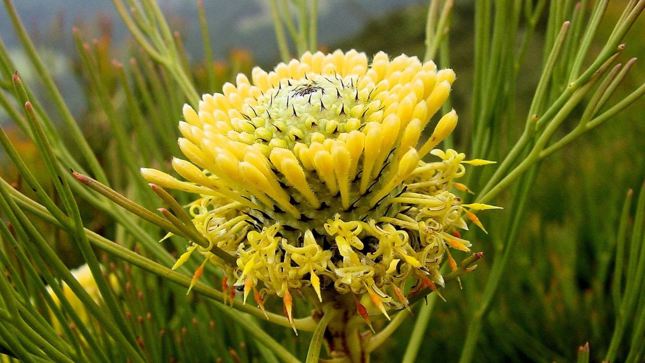 Isopogon anethifolius