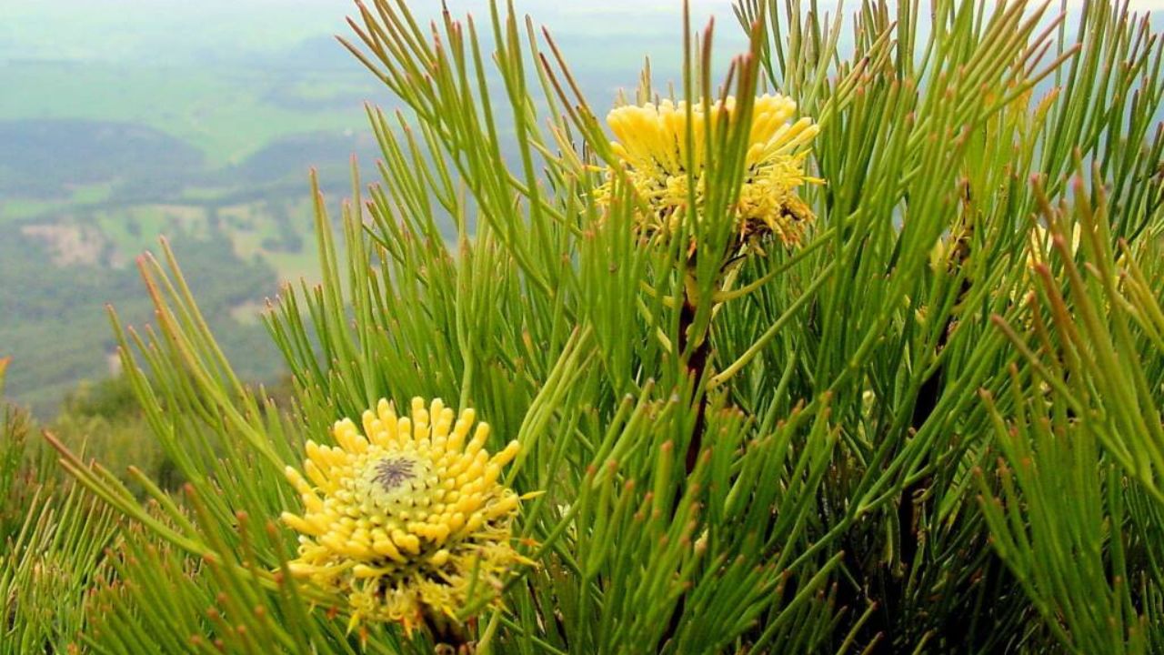 Isopogon anethifolius 