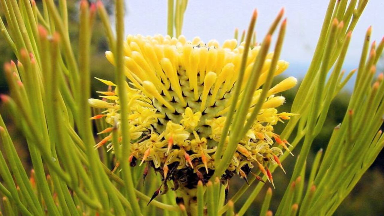 Isopogon anethifolius 