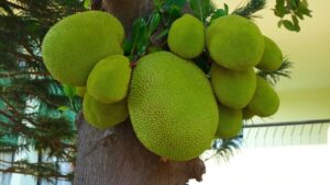 Jackfruit: tutto quello che c’è da sapere sul frutto più grande del mondo