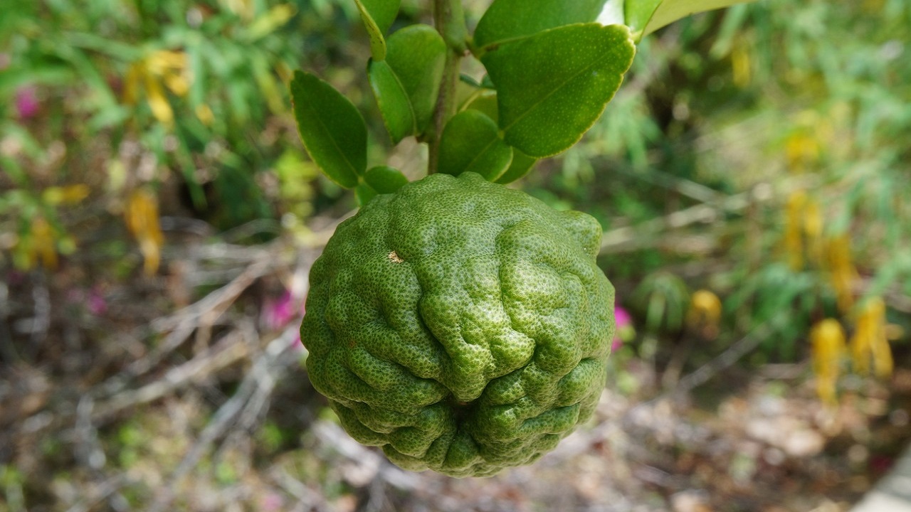 kaffir lime leaves