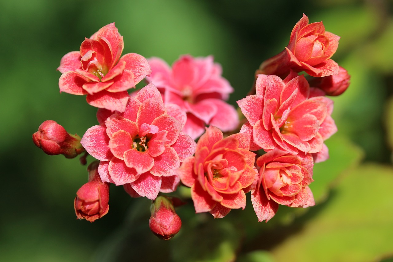 pianta kalanchoe