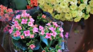 Kalanchoe, come renderla bellissima: trucchi e consigli dei vivaisti