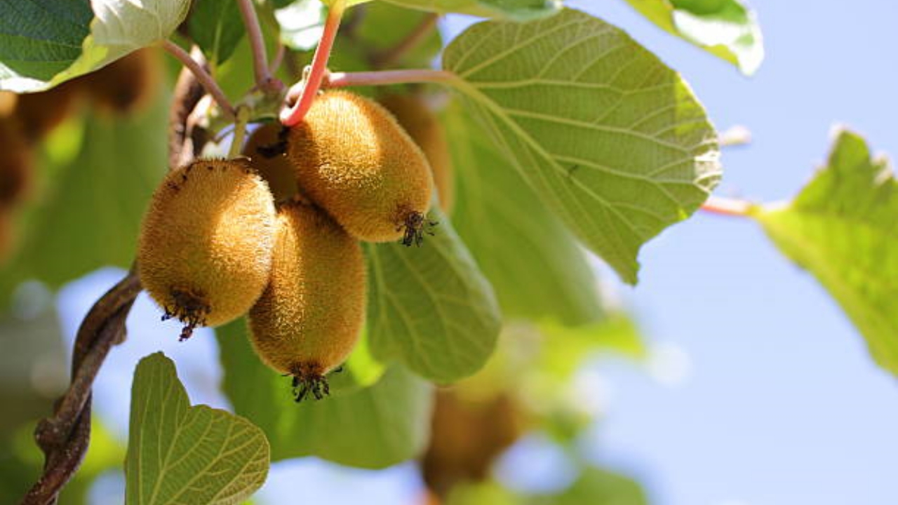 albero di kiwi