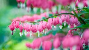 Lamprocapnos spectabilis: storia, origini del nome e significati nascosti del fiore a forma di cuore