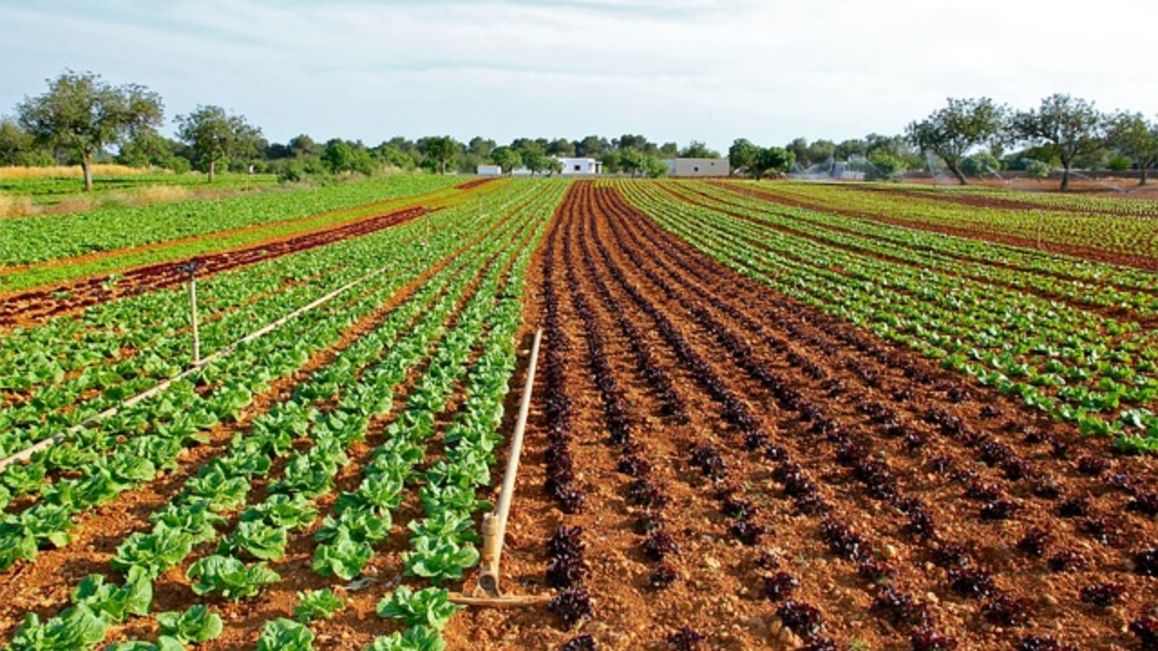 campo di lattuga