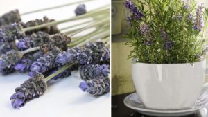 Come piantare la lavanda in una tazza per profumare tutta la casa