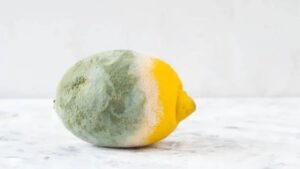 Addio alla muffa sui limoni: ecco il metodo per eliminarla