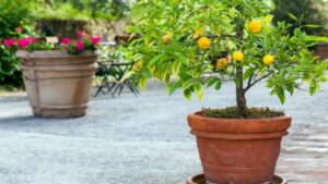 10 semplici consigli per coltivare un albero di limoni in vaso