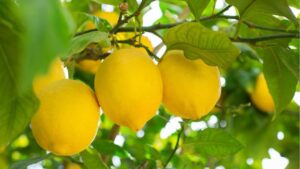 Limoni poco succosi: ecco le possibili cause e come risolvere