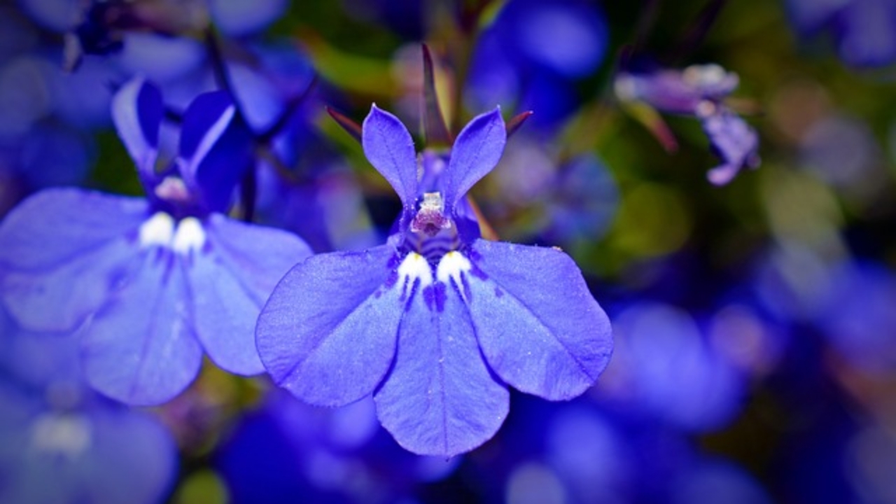 fiore di lobelia