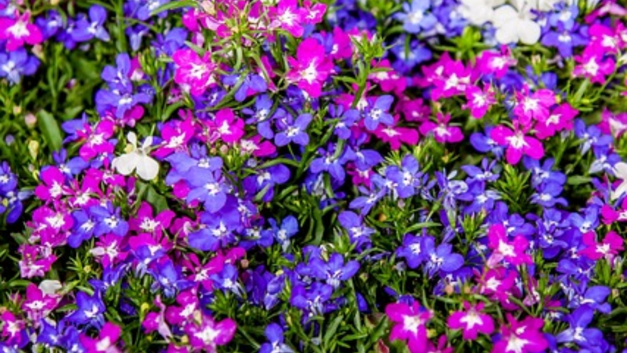 lobelia colorate