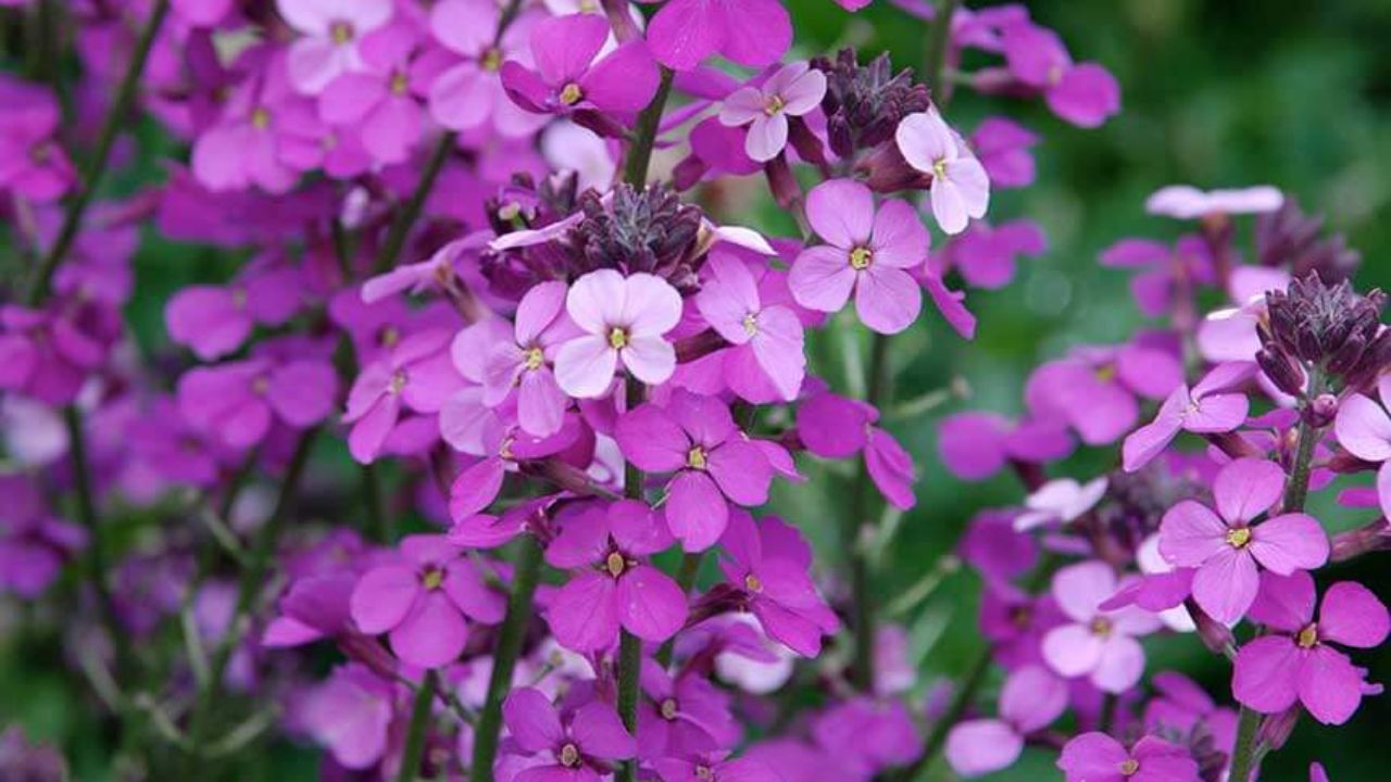 Lunaria