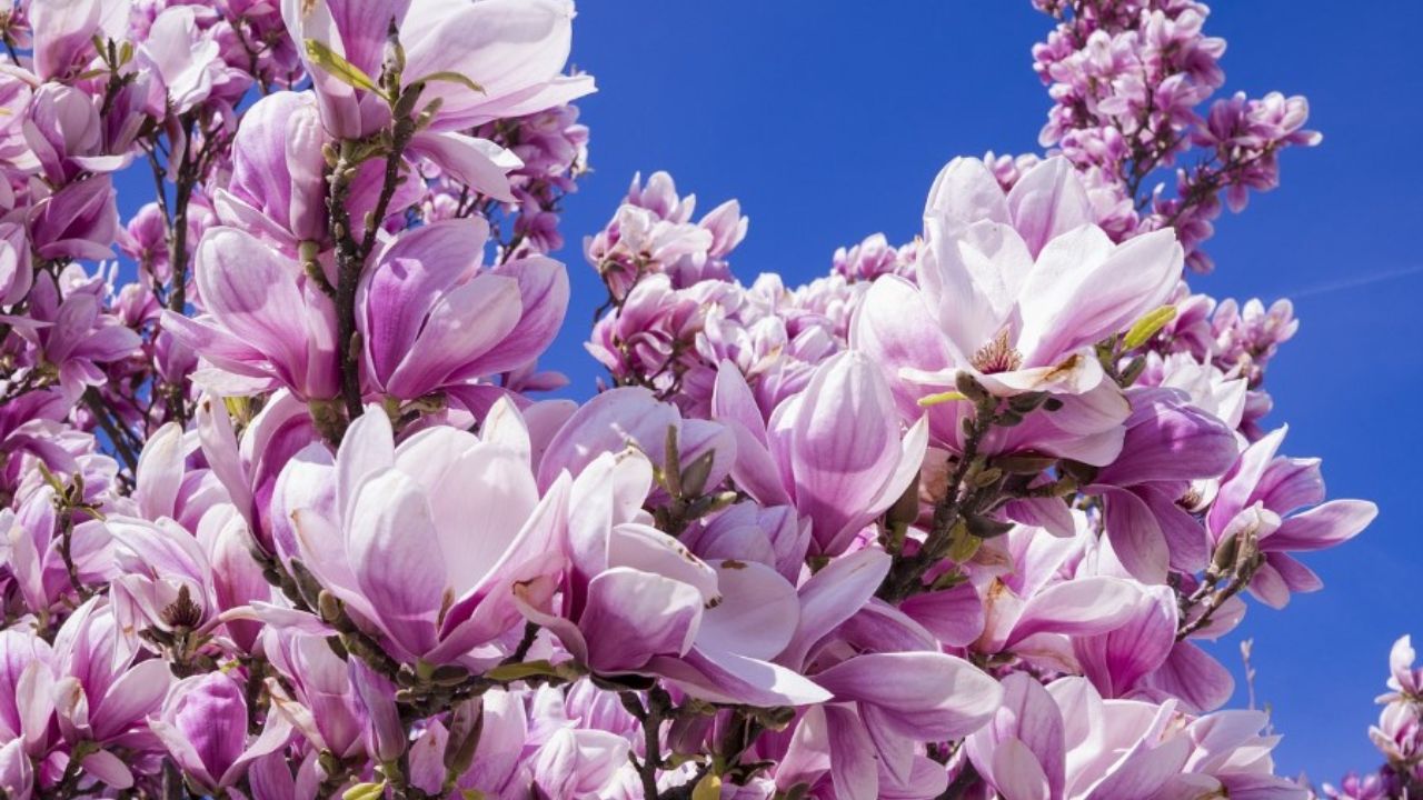 fiori di magnolie rosa