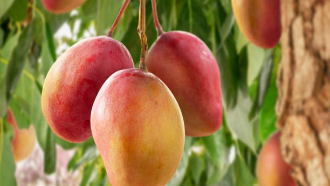 albero del mango