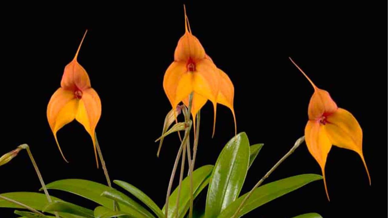 Masdevallia 