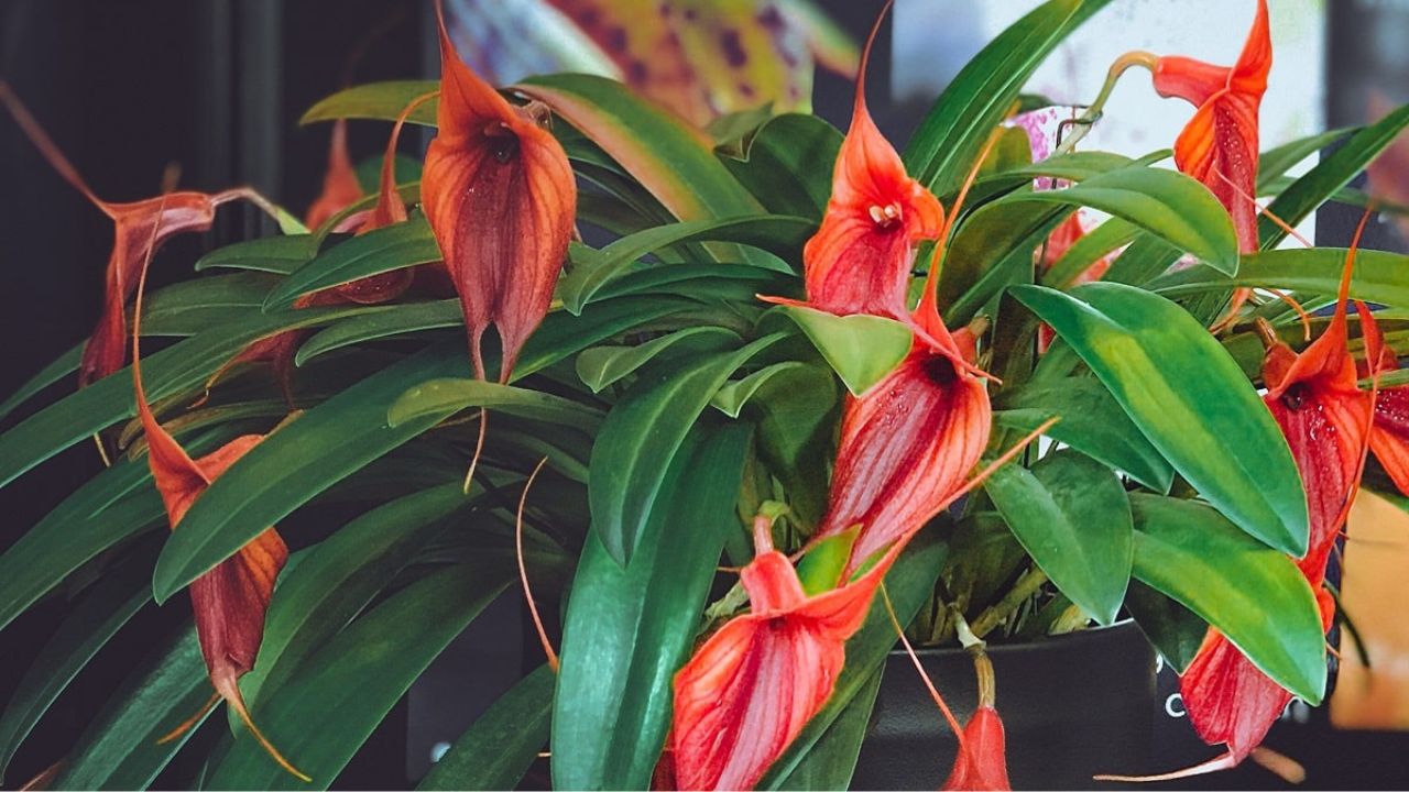 Masdevallia