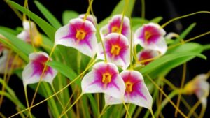 Masdevallia: trucchi per la coltivazione di questa insolita orchidea