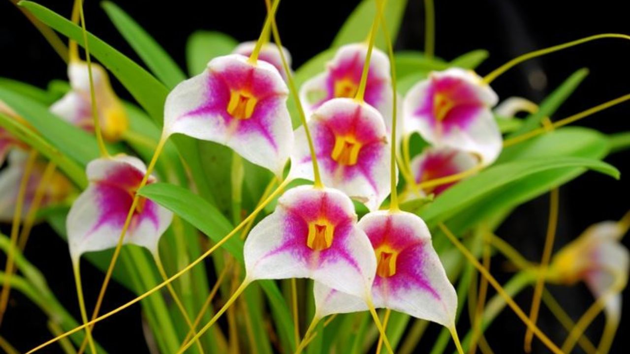 Masdevallia