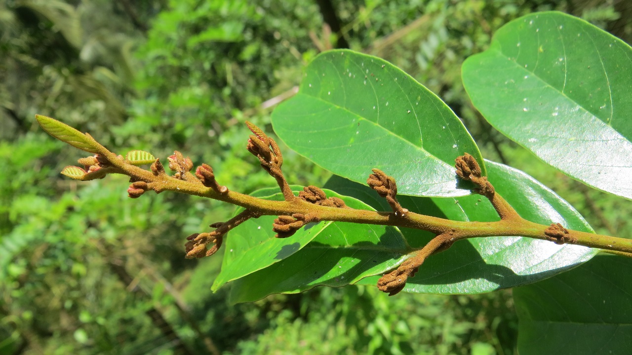 pianta massoia