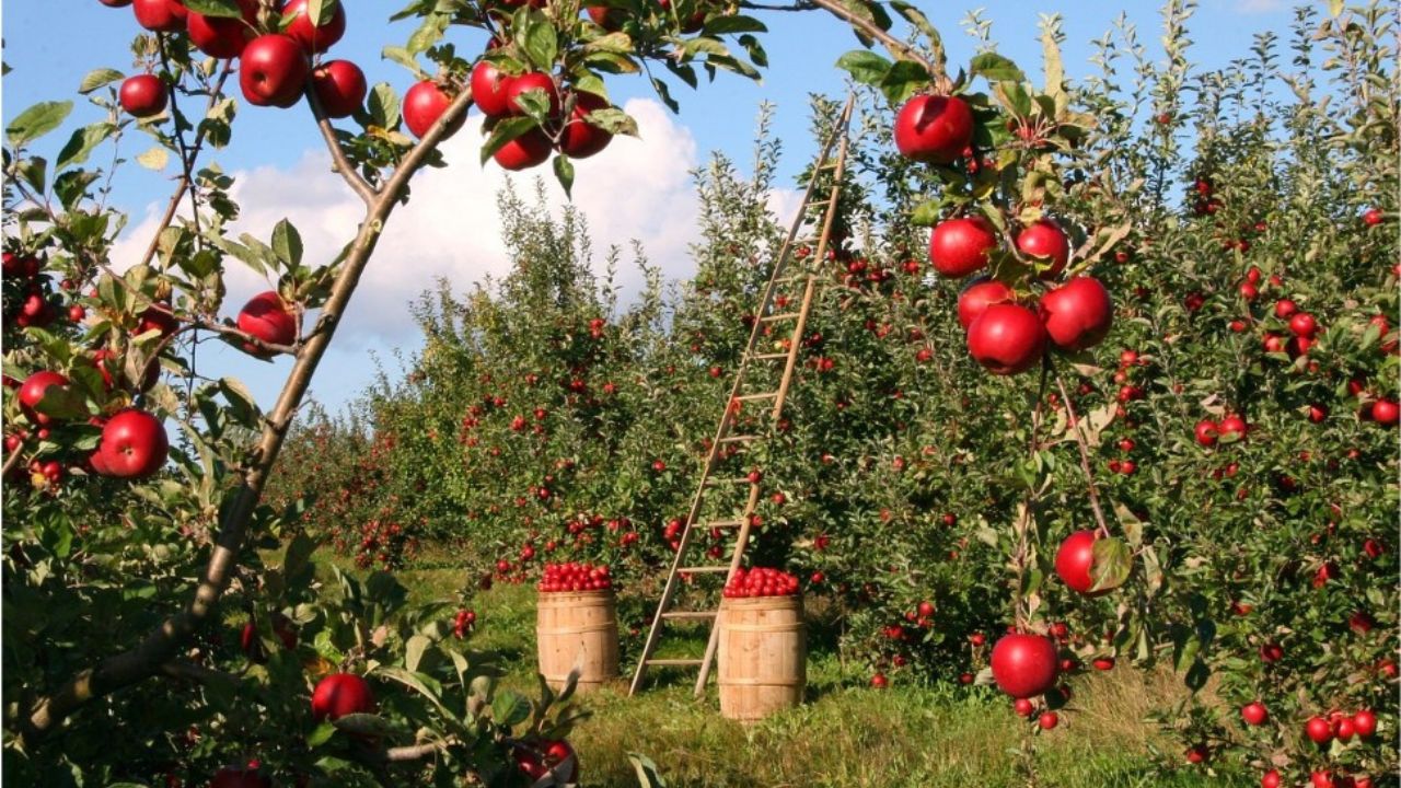 mele su un albero