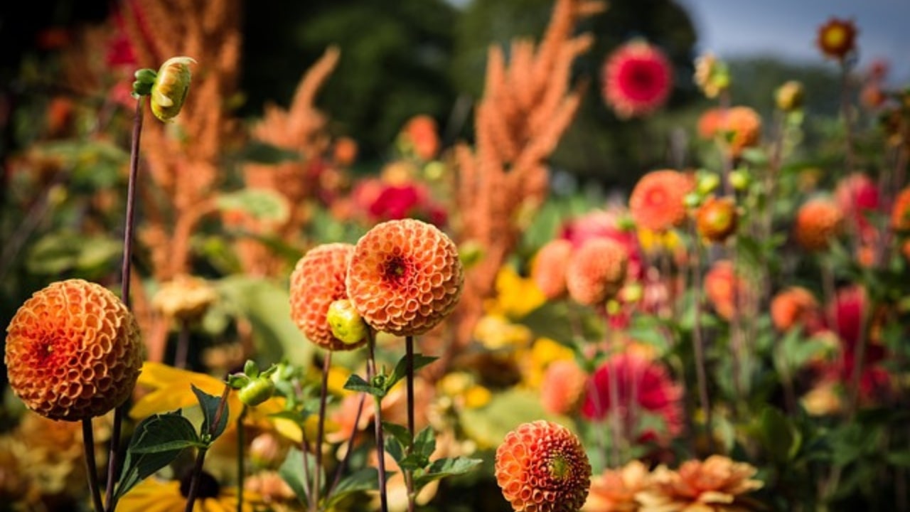 Miscela per giardino