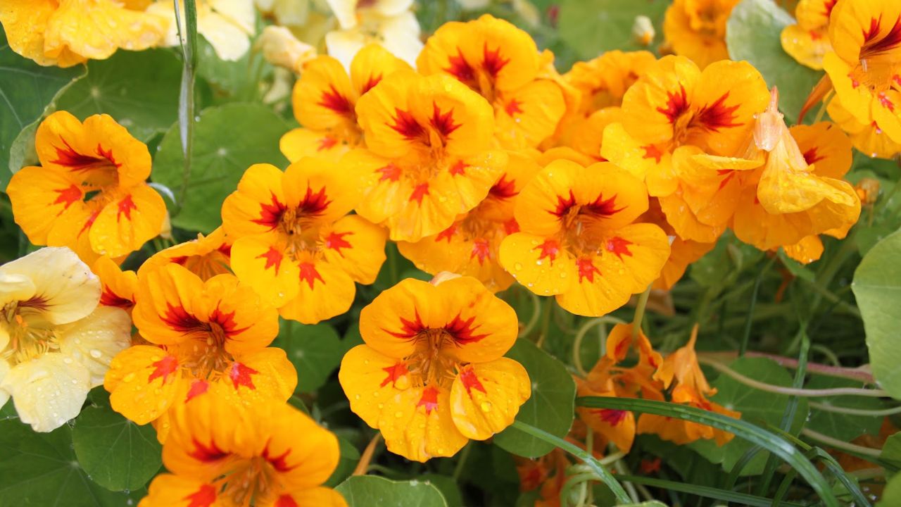 Tropaeolum majus