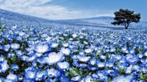 La fioritura della Nemophila blu, uno spettacolo della natura che devi vedere almeno una volta nella vita