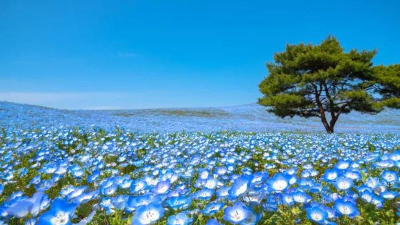 Nemophila blu