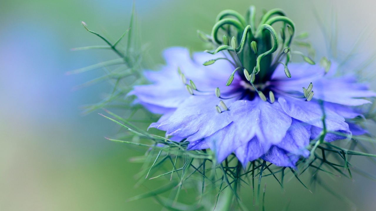 nigella fiore azzurro