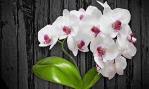 Se seguirai questi 3 semplici consigli riuscirai a veder fiorire rigogliose le tue orchidee