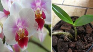 Segreti per far rifiorire un’orchidea appassita: ecco i più efficienti