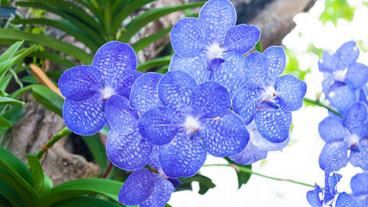 Orchidea Vanda