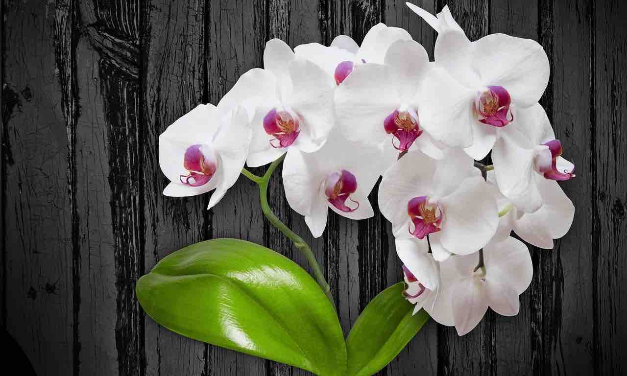 orchidea bianca