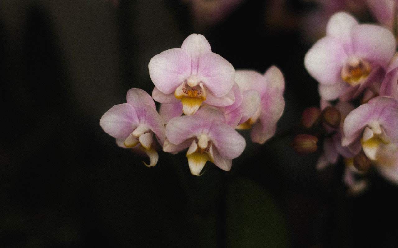 coltivare l'orchidea